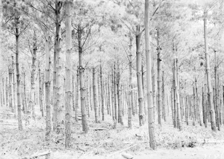 Pine tree plantation.