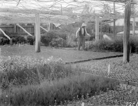 Gardener in shade house, Yarralumla nursery.