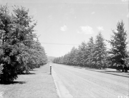 Commonwealth Avenue, West Block Offices in distance.