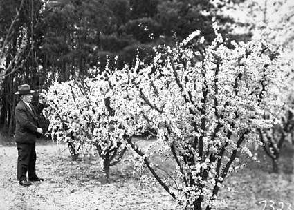 Charles Weston standing beside flowering plum trees at Yarralumla Nursery
