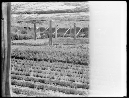 Shade House, Yarralumla Nursery.