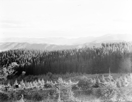 Pine Plantation near Mount Stromlo.