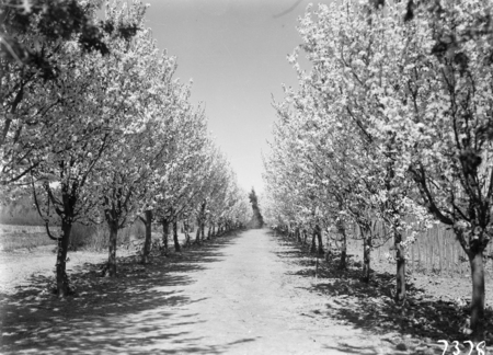 Trees in blossom at Yarralumla Nursery.