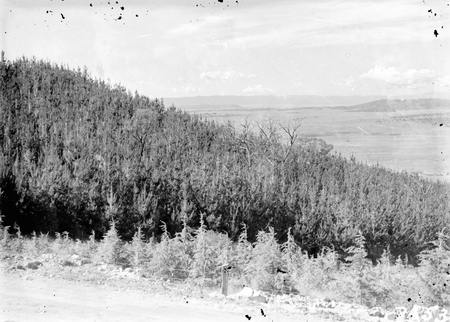 Pine Plantation, Kowen area.