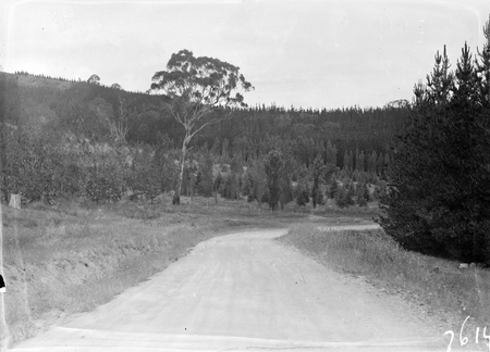Pine plantation on the road to Mount Stromlo.