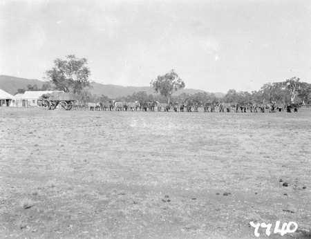 Flight to Central Australia. A donkey team and wagon load of wool.