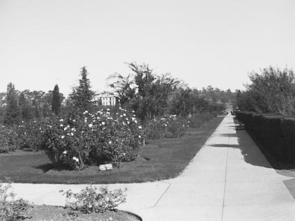 Parliament House from the east. Rose gardens being laid out
