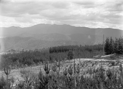 Pine forests near Mount Stromlo, looking towards the Brindabellas