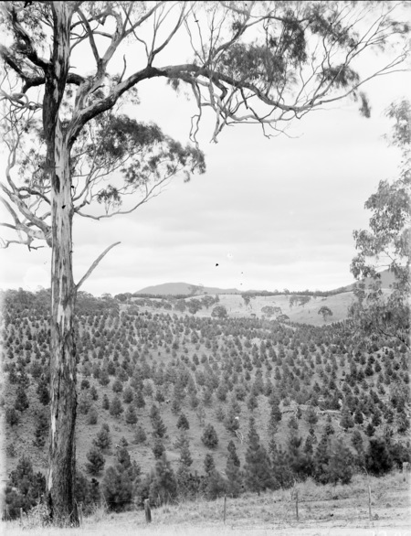 Young pine plantation.
